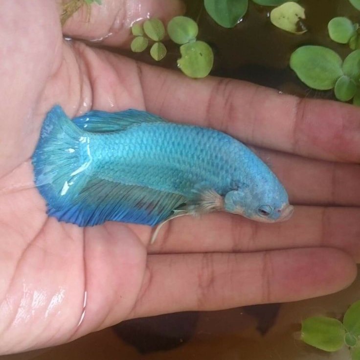 Ternak Cupang