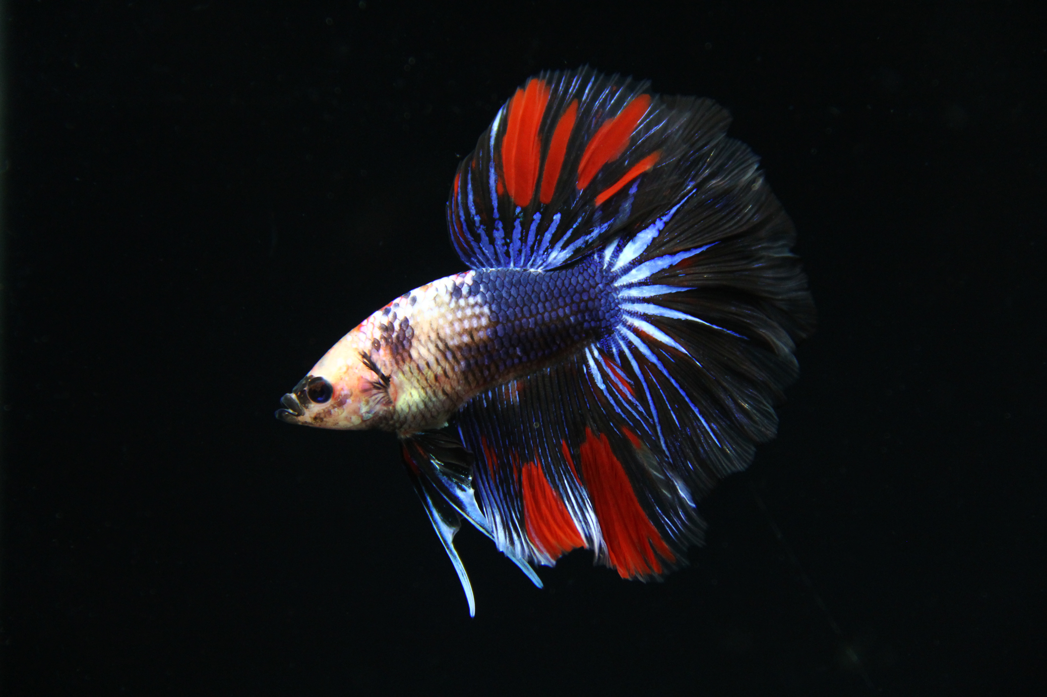 halfmoon betta fish