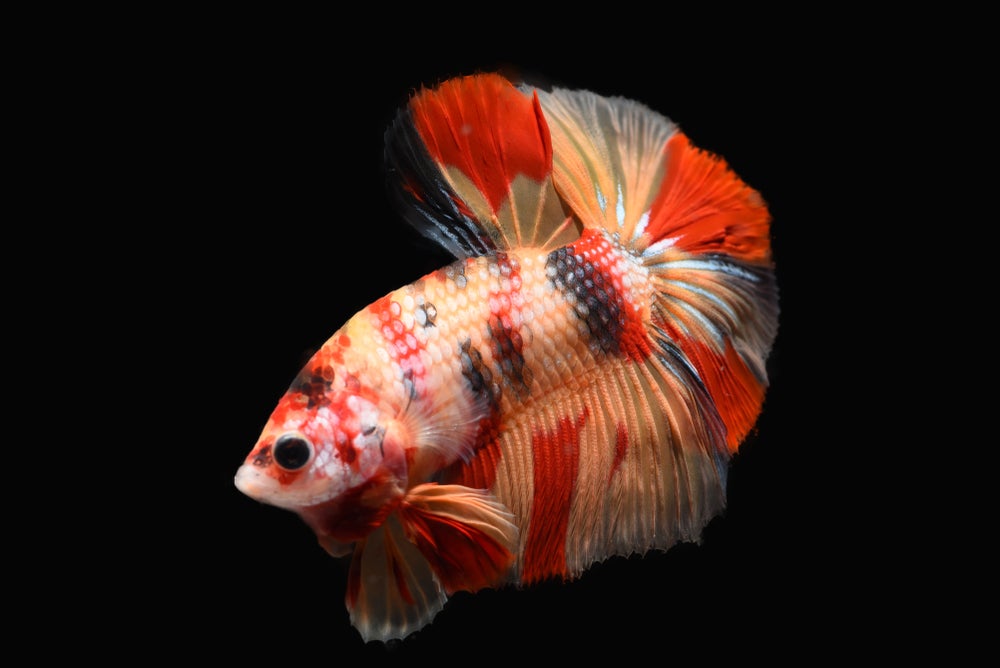 marble betta fish