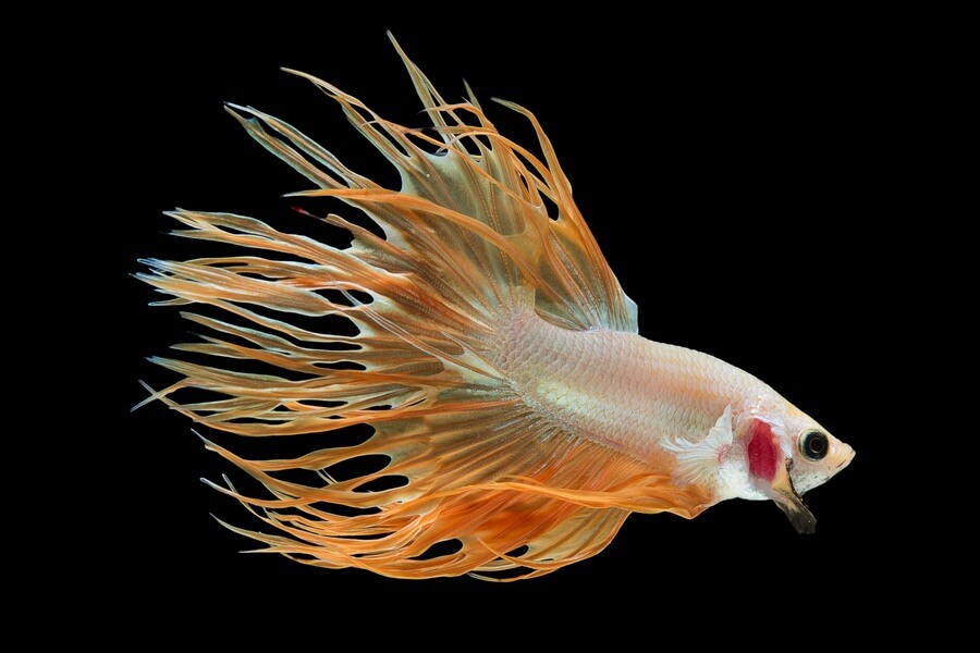 crowntail betta fish