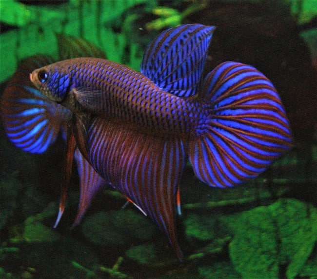spadetail betta fish